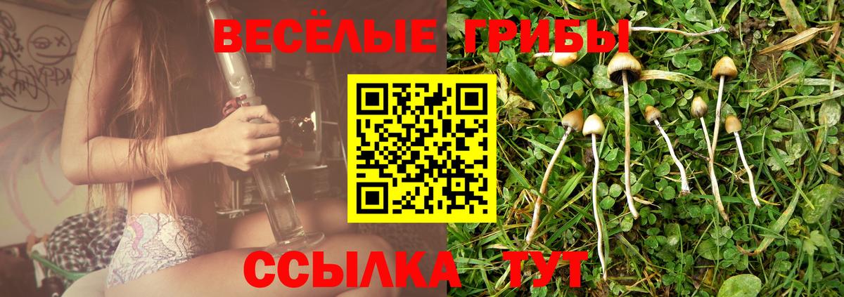 Псилоцибиновые грибы Psilocybine cubensis Кстово